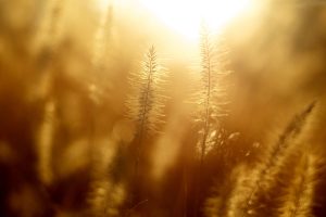 多益900分金色證書考試技巧